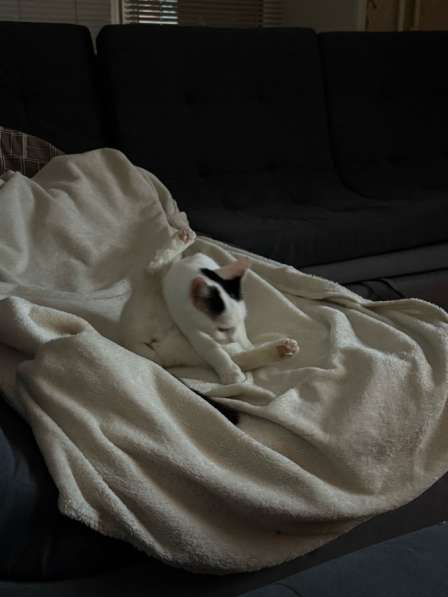 Кошка в хорошие руки