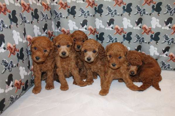 Щенки красного той-пуделя