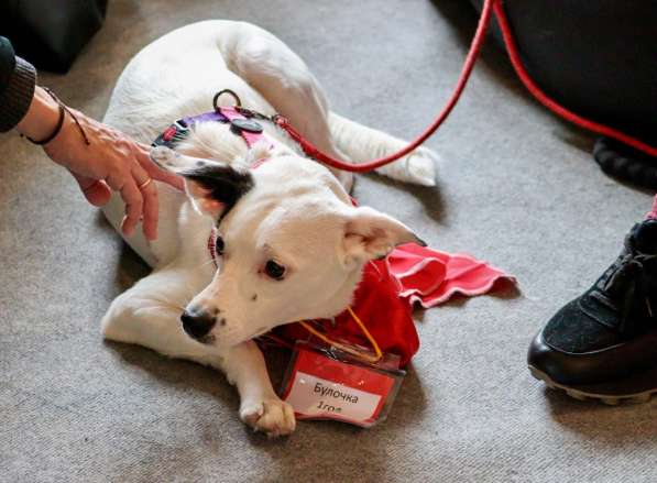 Красивая собачка ищет дом в Санкт-Петербурге фото 10