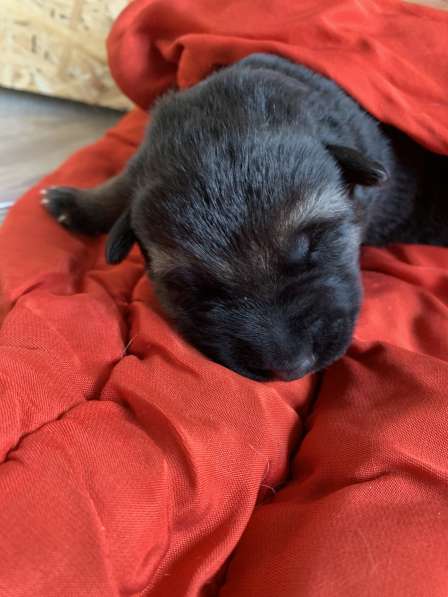 Бронь на щенят немецкой овчарки в Прокопьевске фото 3