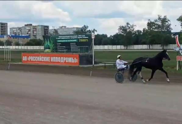 ПРОДАМ ОРЛОВСКОГО ЖЕРЕБЦА НЕДОРОГО