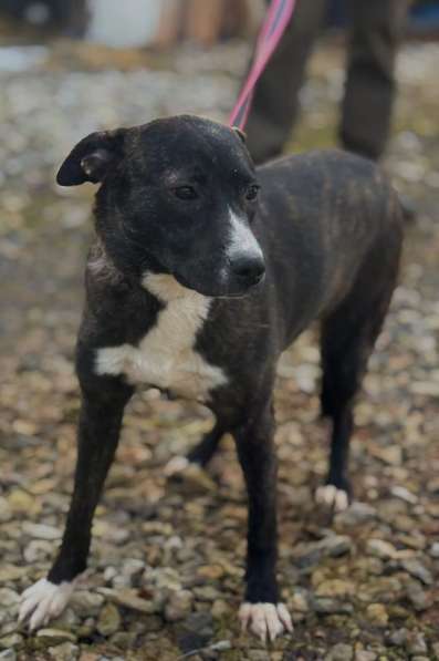 Миниатюрная собачка Хиппи в добрые руки в Москве фото 3