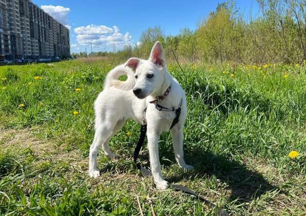 Невероятно красивый белый щенок в Санкт-Петербурге фото 9