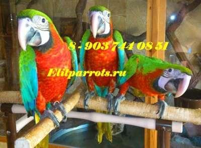 Гибрид попугаев ара Арлекин - птенцы в Москве фото 4