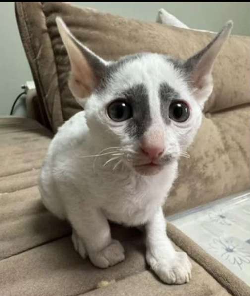 Котята Корниш-рекс