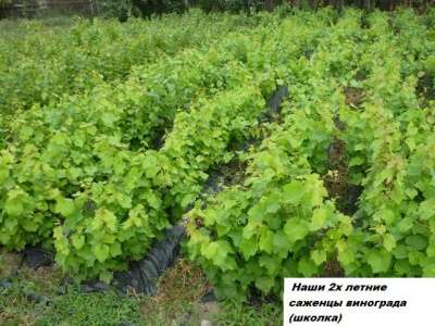 Саженцы винограда от производителя-почто в Ростове-на-Дону фото 8