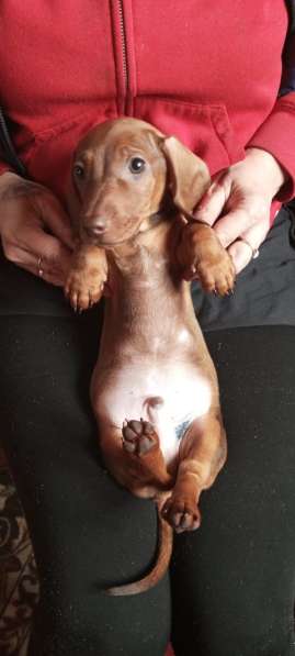 Клубные щенки рыжики в Москве фото 12