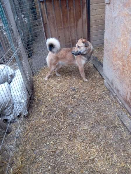 Ищем дом для маленькой Ватрушки в Москве фото 5