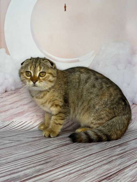 Шотландская вислоухая золотая шиншилла в Геленджике фото 3