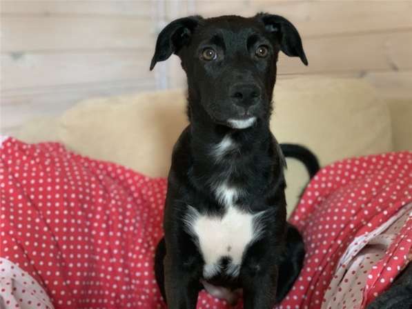 Бэтмен 4 месяца потрясающий парень! в Москве фото 3