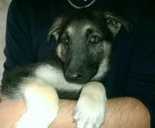 Продаются щенков ВЕО в Евпатории фото 14