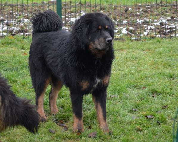 Тибетский мастиф - лучший страж на территории в Москве фото 160