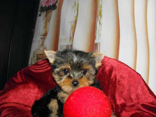 Мальчики йоркширского терьера в Москве фото 12