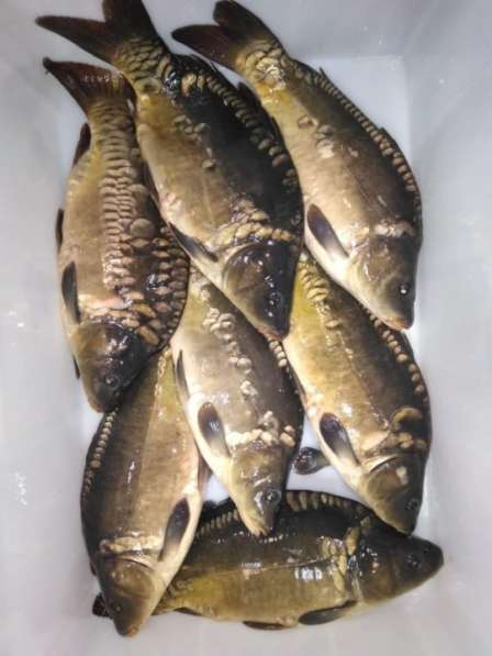 Рыба оптом КАРП 180 р кг