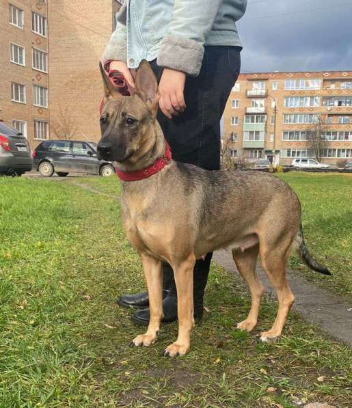 Щенки очень ждут своего человека в Москве фото 19