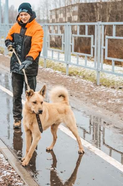 Нежный пес с золотой шерстью ищет дом в Санкт-Петербурге фото 5