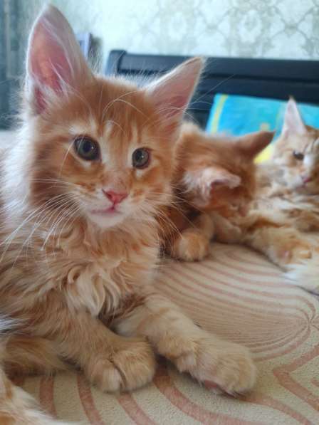 Мейн кун котята в фото 16