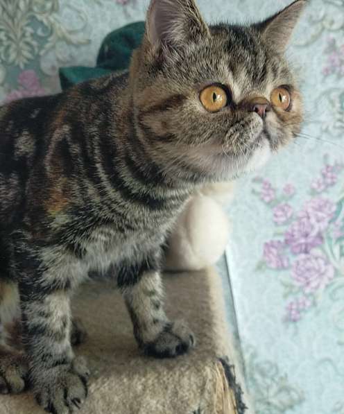 Котенок экзот девочка в Челябинске фото 17