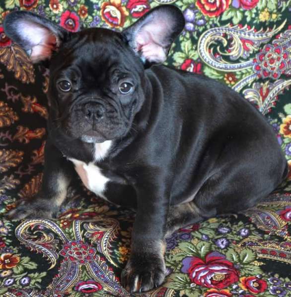Французский бульдог (Мальчик) в Москве фото 4