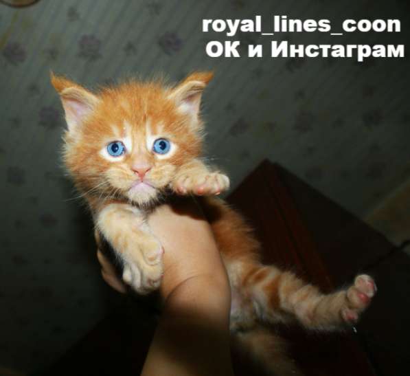 Гиганты Мейн-Кун в Москве фото 4