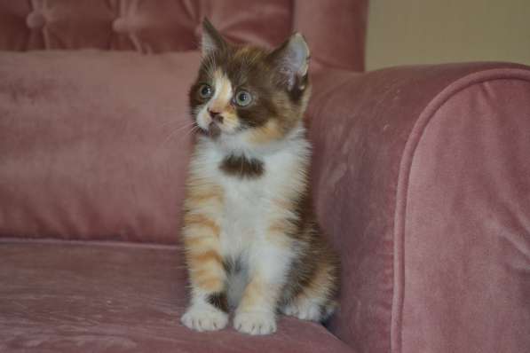 Scottish Fold & Straight в фото 4