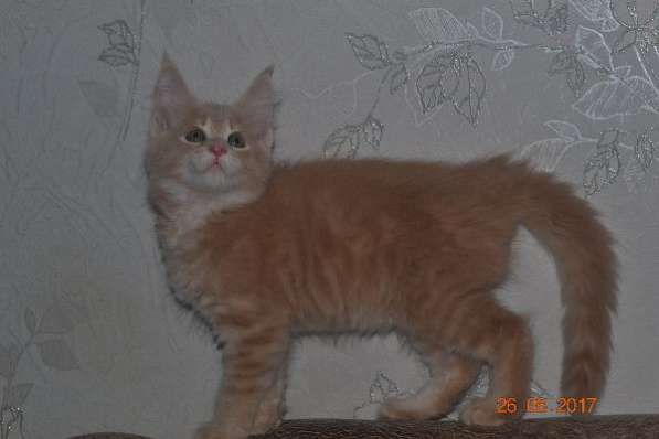 Великолепные котята мейн-кун из питомника в Волгограде фото 254