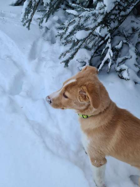 Щенок Каспер в добрые руки в Москве фото 13