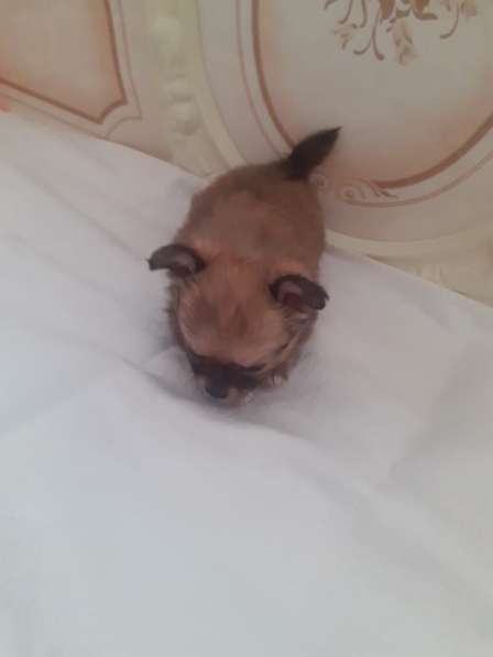 Поодам щенков чихуа в Дмитрове фото 5