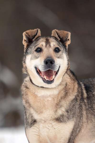 Милый оптимист Джек ищет дом в Москве фото 26