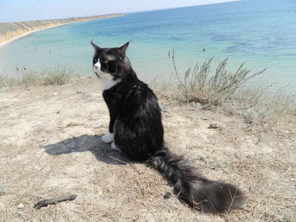 Вязка Мейн Кун в Лобне фото 11