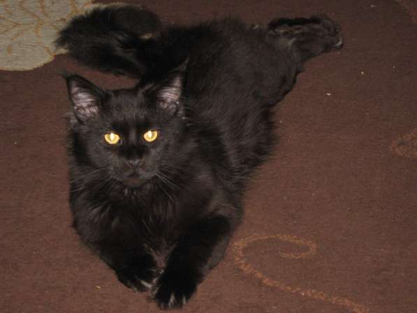 Котята мейн-куна в Калуге фото 8