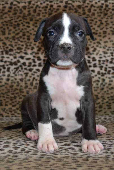 Шикарные Амстаффики мальчики и девочки ркф в Москве фото 13