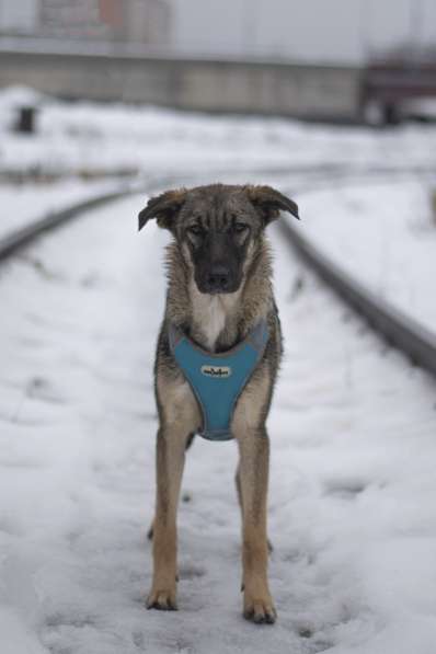 Молодая собака из приюта в дар в Москве