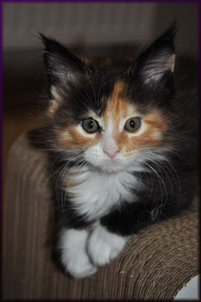 Котята Мейн-Кун