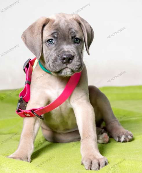 Кане - Корсо. Форментино в фото 4