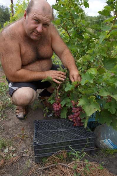 Продажа саженцов винограда в Пензе фото 3