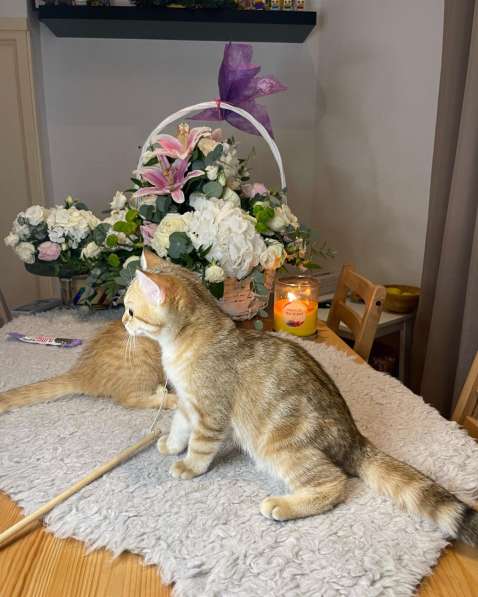 Британская Золотая Шиншилла NY12 в фото 3