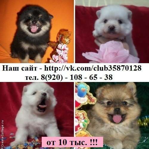 Щеночки ШПИЦА мега очаровательные малыши в Москве