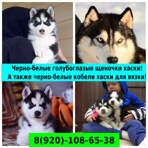 Щенки сибирской хаски с голубосиними глазками