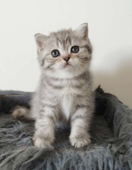 Шотландские чудесные котята в фото 15