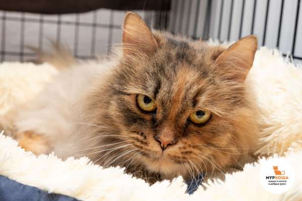 Кошка Анджелина в Москве фото 6