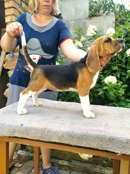 Щенки бигля от титулованных родителей в фото 7