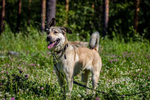 Добрейшая и милейшая собака ищет дом в Санкт-Петербурге фото 5