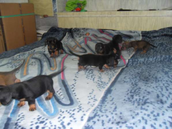 Породистые щенки карликовой таксы в Саратове фото 18