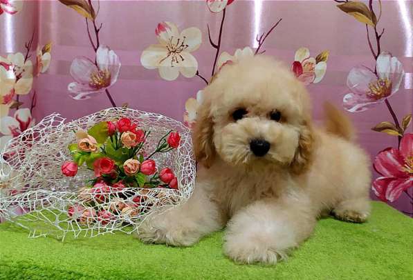 Poodle. Apricot boy
