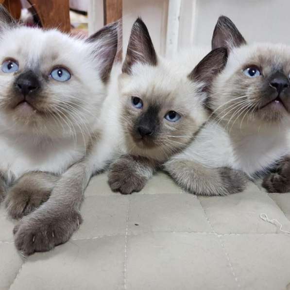 Сиамские котята с небесно голубыми глазами