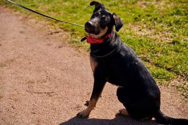 Щенок мальчик ищет дом