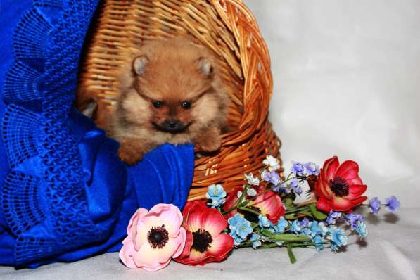 Немецкий \цвергшпиц\ шпицы в Старом Осколе