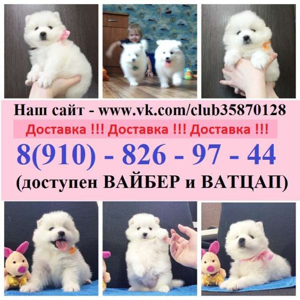 Щеночки самоедской лайки