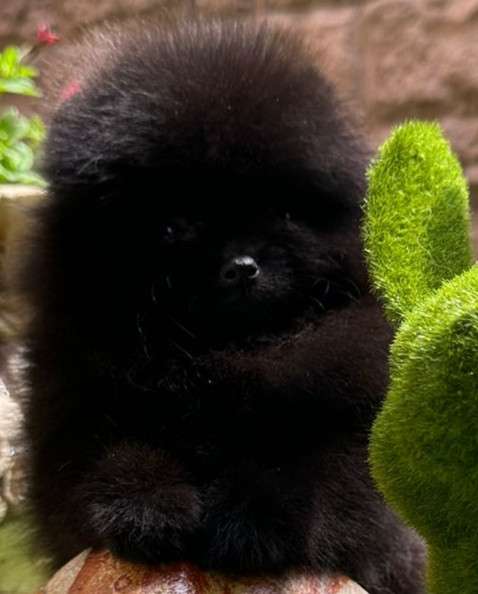 Померанский шпиц. Black в фото 8